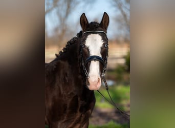 Cheval de sport hongrois Croisé, Jument, 6 Ans, Noir