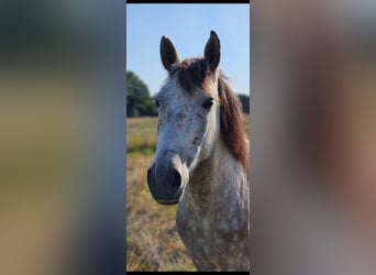 Cheval de sport hongrois, Jument, 7 Ans, 147 cm, Gris moucheté