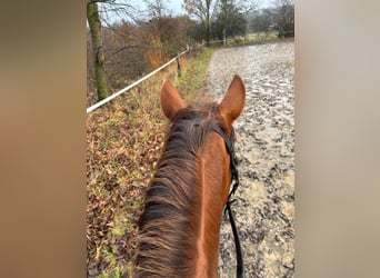 Cheval de sport hongrois, Jument, 7 Ans, 148 cm, Alezan