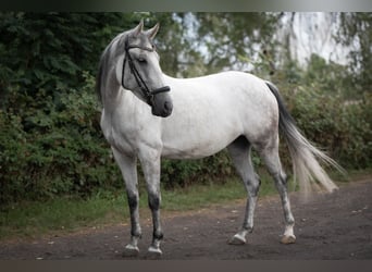 Cheval de sport hongrois, Jument, 7 Ans, 154 cm, Gris pommelé