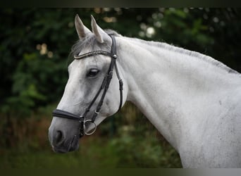 Cheval de sport hongrois, Jument, 7 Ans, 154 cm, Gris pommelé