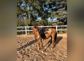 Cheval de sport hongrois, Jument, 7 Ans, 158 cm, Alezan