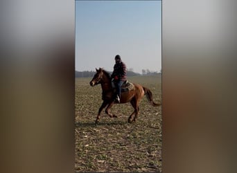 Cheval de sport hongrois, Jument, 7 Ans, 158 cm, Alezan