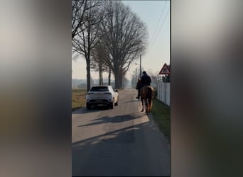 Cheval de sport hongrois, Jument, 7 Ans, 158 cm, Alezan