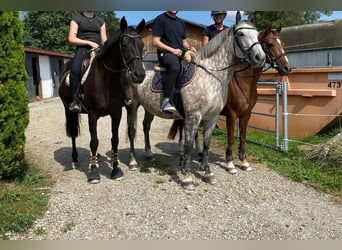 Cheval de sport hongrois, Jument, 7 Ans, 160 cm, Gris