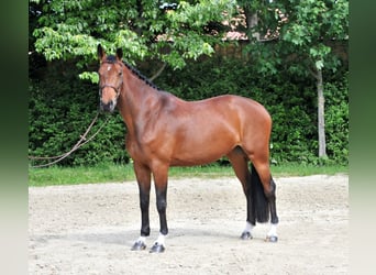 Cheval de sport hongrois, Jument, 7 Ans, 172 cm, Bai