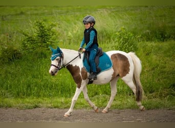 Cheval de sport hongrois, Jument, 8 Ans, 125 cm, Pinto