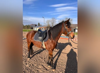 Cheval de sport hongrois, Jument, 8 Ans, 143 cm, Bai