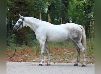 Cheval de sport hongrois, Jument, 8 Ans, 153 cm, Gris