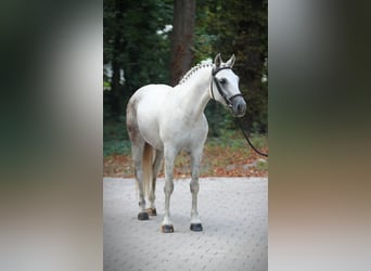 Cheval de sport hongrois, Jument, 8 Ans, 153 cm, Gris