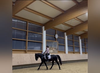 Cheval de sport hongrois, Jument, 8 Ans, 160 cm, Bai brun foncé