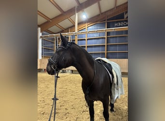 Cheval de sport hongrois, Jument, 8 Ans, 160 cm, Bai brun foncé