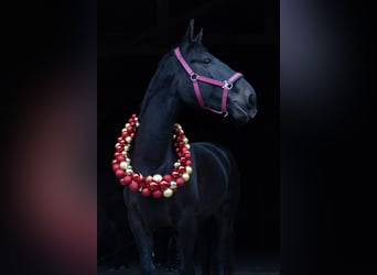 Cheval de sport hongrois, Jument, 8 Ans, 160 cm, Bai brun foncé