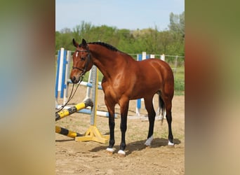 Cheval de sport hongrois, Jument, 8 Ans, 165 cm, Bai