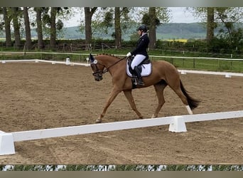 Cheval de sport hongrois, Jument, 8 Ans, 166 cm, Alezan