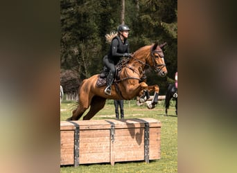 Cheval de sport hongrois, Jument, 8 Ans, 166 cm, Alezan