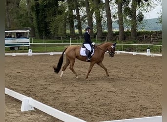 Cheval de sport hongrois, Jument, 8 Ans, 166 cm, Alezan