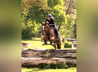 Cheval de sport hongrois, Jument, 8 Ans, 166 cm, Alezan