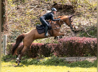 Cheval de sport hongrois, Jument, 8 Ans, 166 cm, Alezan