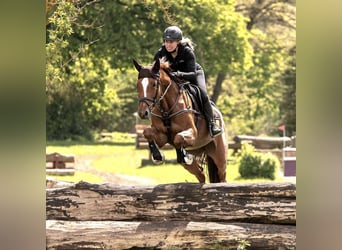 Cheval de sport hongrois, Jument, 8 Ans, 168 cm, Alezan