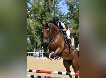 Cheval de sport hongrois, Jument, 8 Ans, 172 cm, Bai