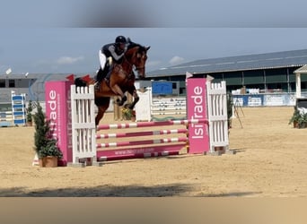 Cheval de sport hongrois, Jument, 8 Ans, 172 cm, Bai