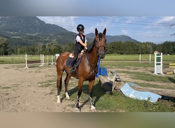 Cheval de sport hongrois, Jument, 8 Ans, 172 cm, Bai