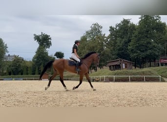 Cheval de sport hongrois, Jument, 8 Ans, 172 cm, Bai