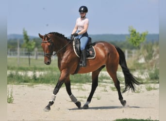Cheval de sport hongrois, Jument, 8 Ans, 175 cm, Bai