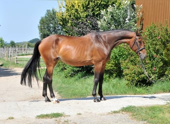 Cheval de sport hongrois, Jument, 8 Ans, 175 cm, Bai