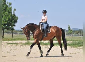 Cheval de sport hongrois, Jument, 8 Ans, 175 cm, Bai