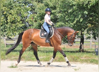 Cheval de sport hongrois, Jument, 8 Ans, 175 cm, Bai