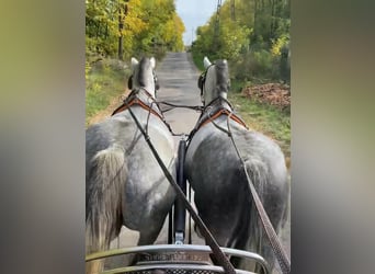 Cheval de sport hongrois, Jument, 9 Ans, 153 cm, Gris