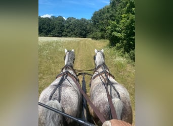 Cheval de sport hongrois, Jument, 9 Ans, 153 cm, Gris