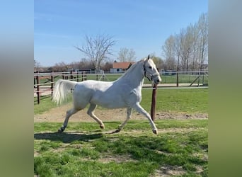 Cheval de sport hongrois, Jument, 9 Ans, 160 cm, Blanc