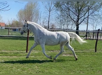 Cheval de sport hongrois, Jument, 9 Ans, 160 cm, Blanc