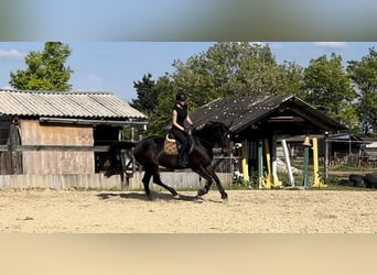 Cheval de sport hongrois, Jument, 9 Ans, 163 cm, Bai