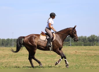 Cheval de sport hongrois, Jument, 9 Ans, 164 cm, Bai brun