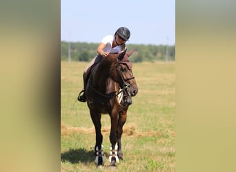 Cheval de sport hongrois, Jument, 9 Ans, 164 cm, Bai brun