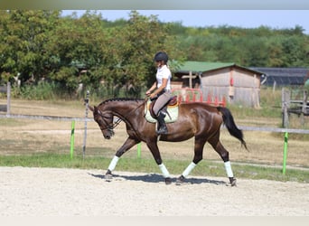 Cheval de sport hongrois, Jument, 9 Ans, 164 cm, Bai brun