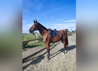 Cheval de sport hongrois, Jument, 9 Ans, 166 cm, Bai