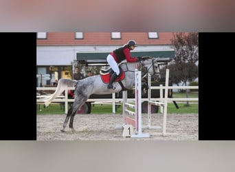 Cheval de sport hongrois, Jument, 9 Ans, 169 cm, Gris