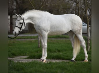Cheval de sport hongrois, Jument, 9 Ans, 169 cm, Isabelle