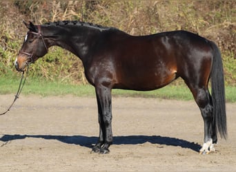 Cheval de sport hongrois, Jument, 9 Ans, 170 cm, Bai brun