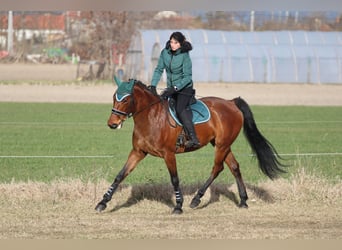 Cheval de sport hongrois, Jument, 9 Ans, 170 cm, Bai cerise
