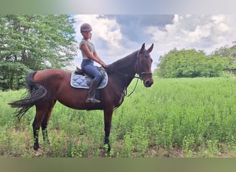 Cheval de sport hongrois, Jument, 9 Ans, 174 cm, Bai clair