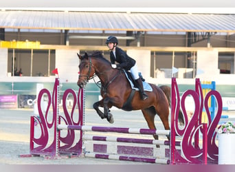 Cheval de sport hongrois, Jument, 9 Ans, 174 cm, Bai clair