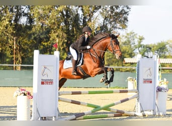 Cheval de sport hongrois, Jument, 9 Ans, 174 cm, Bai clair