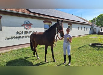 Cheval de sport hongrois, Jument, 9 Ans, 174 cm, Bai clair