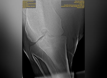 Cheval de sport hongrois, Jument, 9 Ans, 177 cm, Gris pommelé